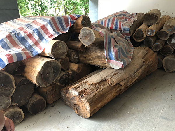 红豆杉·濒危20年①|剥皮挖根屡禁未止,近十年