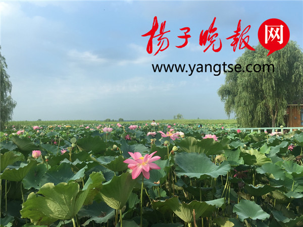 全国旅游摄影大赛在宝应荷园开幕 百莲好荷园