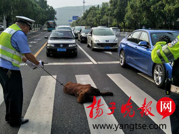 早高峰里藏獒来添堵 霸路方便还躺在路中央