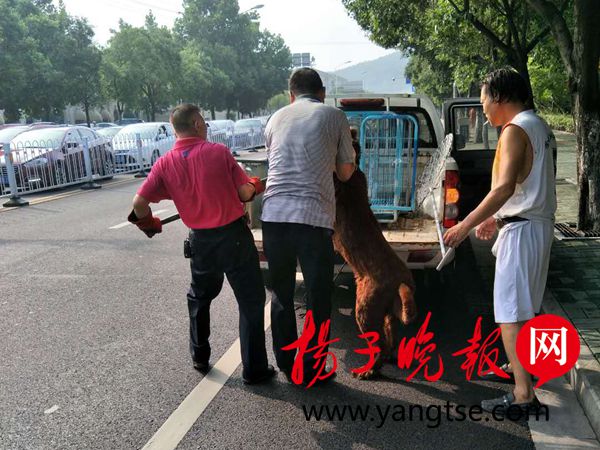 早高峰里藏獒来添堵 霸路方便还躺在路中央