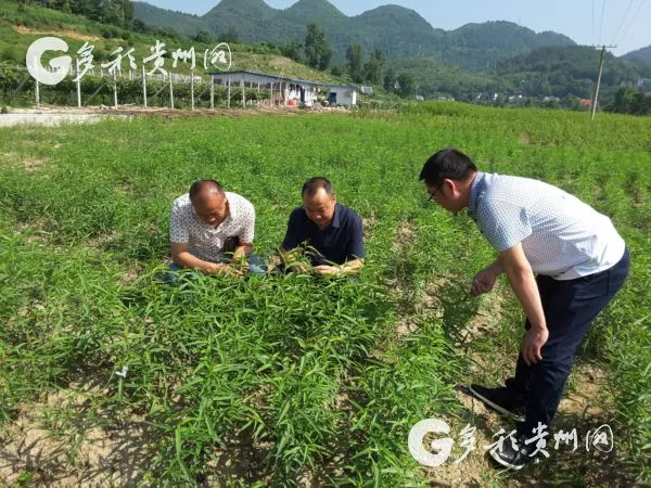脱贫攻坚群英谱 | 邵阳:用绿色写就生命底色,助