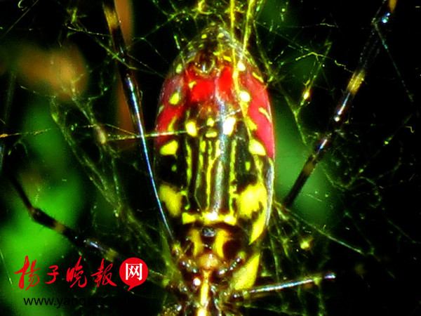 阅江楼惊现人面蜘蛛 腹部酷似京剧脸谱