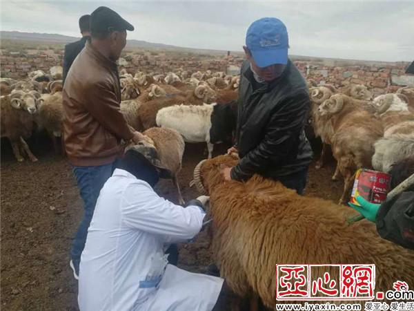 易游娱乐城- YY易游体育官方网站- 易游体育APP在线解决猪牛羊病免费专业技术服务指导鑫五门兽医团队 服务小散户关注偏远户有需要就找小霞