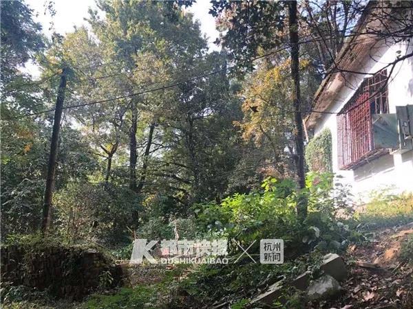 杂草丛生的旧宅前院,连石阶都无章乱放着