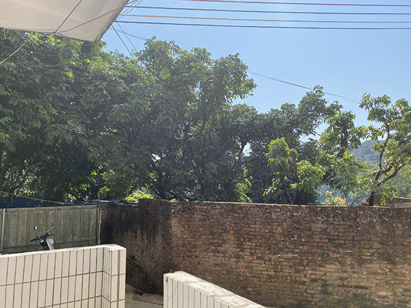 练鸿南家屋后的果园,多种植百香果和火龙果。澎湃新闻记者 李思文 摄