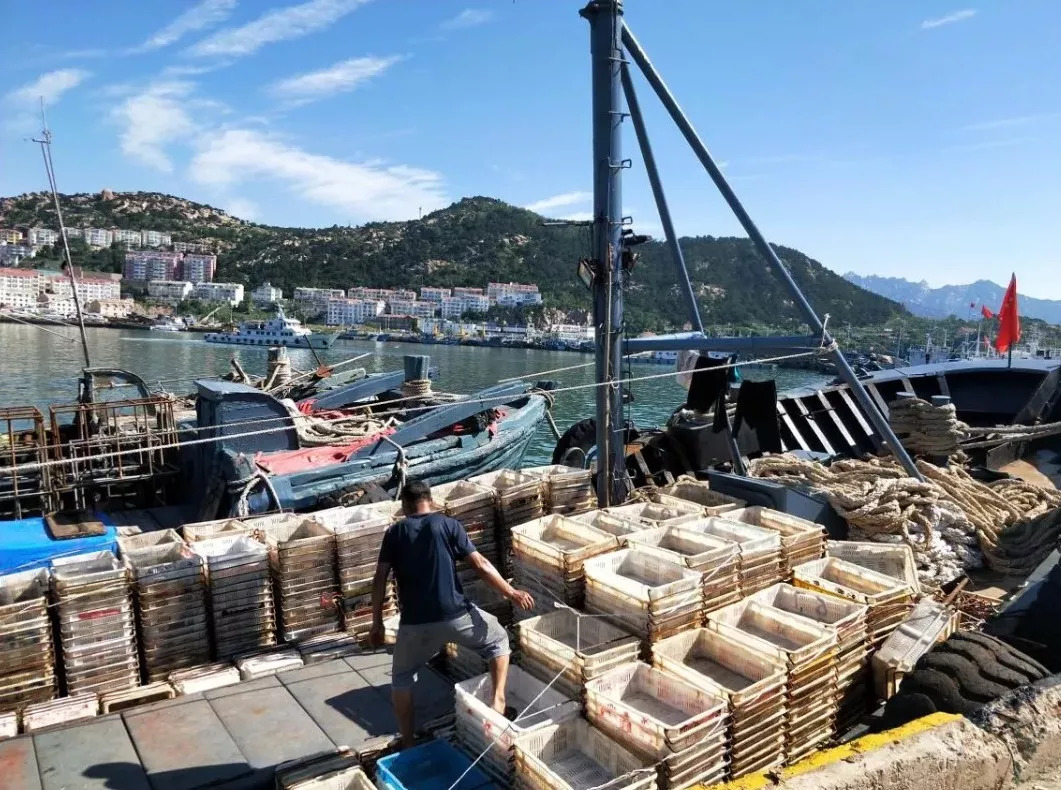 本周六是青岛人的大日子!开海喽!海鲜吃起来!