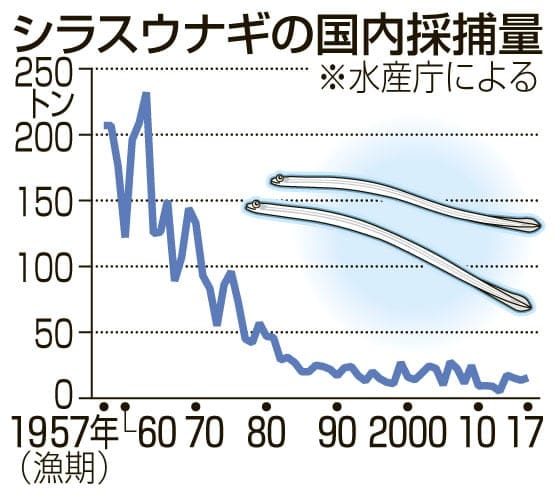 日本鳗苗国内捕获量走势图