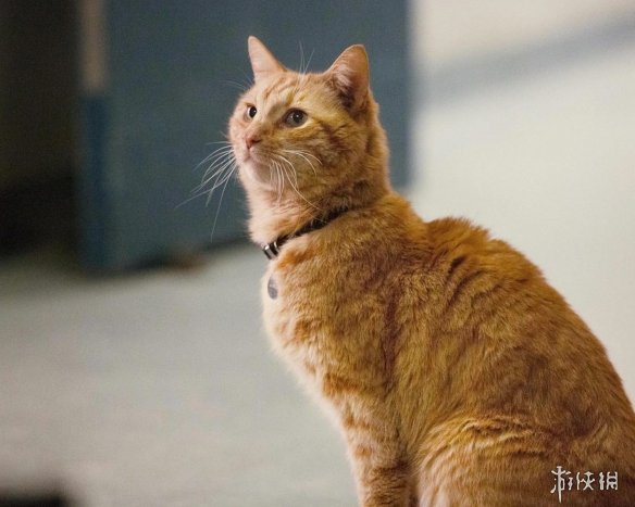 《惊奇队长》首映礼海量现场照 女神低胸装性感无比