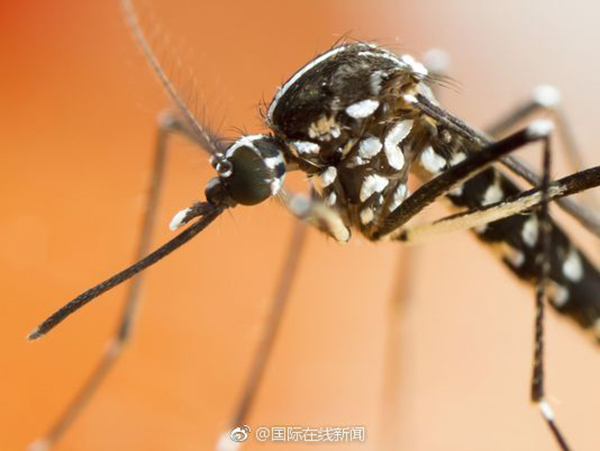 美一州遭飓风后现巨型蚊子：个头为普通蚊子三倍