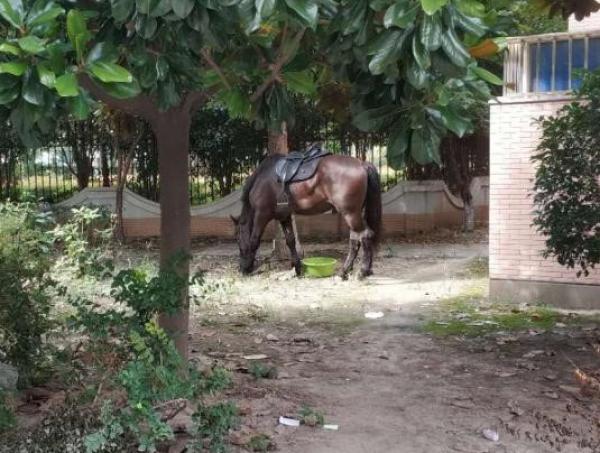 女子深夜在上海骑马后 她和马匹至今没回所住小区