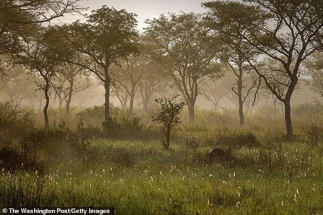 35岁美国妇女在乌干达野物动物园被绑架,歹徒索要50万美元赎金 35岁美国妇女在乌干达野物动物园被绑架,歹徒索要50万美元赎金