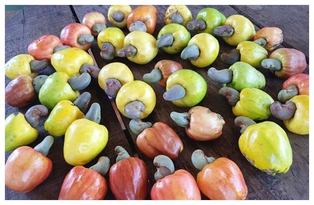 为啥买的腰果都不带壳呢,它到底是怎么长出来的?