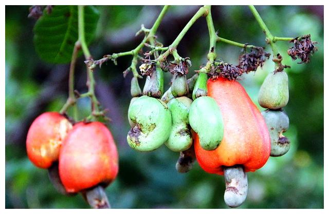 为啥买的腰果都不带壳呢,它到底是怎么长出来的?