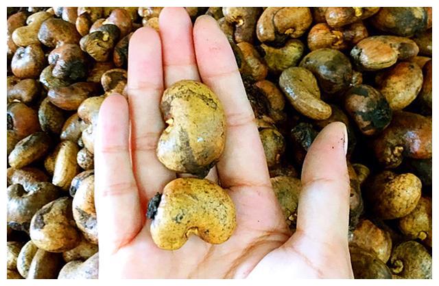 为啥买的腰果都不带壳呢,它到底是怎么长出来的?