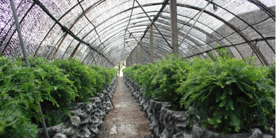 红豆杉种子种植技术,红豆杉种子怎么种植发芽