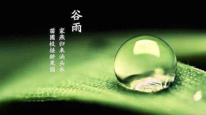 今日谷雨|杨花柳絮随风舞 雨生百谷夏将至