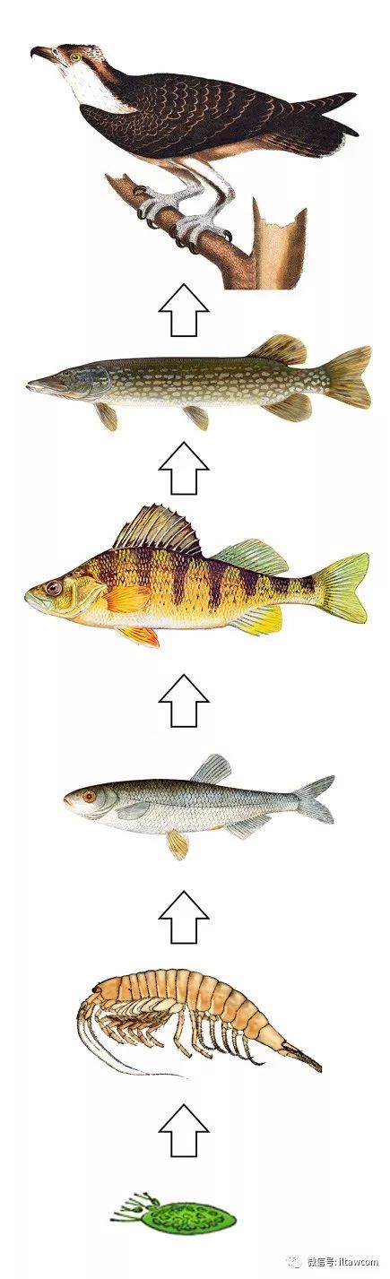 高智商动物排名 人类为何称霸食物链