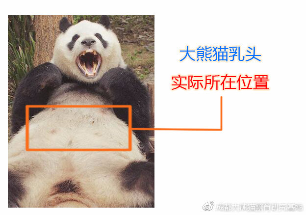 莪渄迪汋熊猫基地重视动物环境富化和行为训练