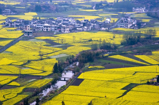 正是安徽赏花季,送你一份拍摄锦囊投身油菜花海