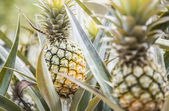 菠萝加什么不酸 mR11-fyvtmxe6309660.jpg