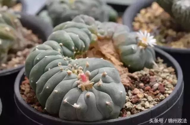 毒多肉内含毒品可致幻,海淘卖家明知禁止进