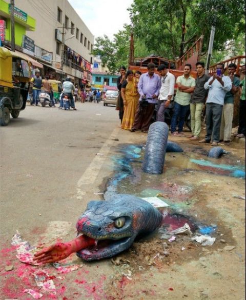 印度街头惊见巨蟒叼人手 而出现原因竟和地面水坑有关!