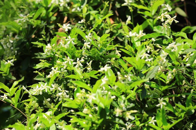 栖霞山上风车茉莉绽放,阵阵香气扑面