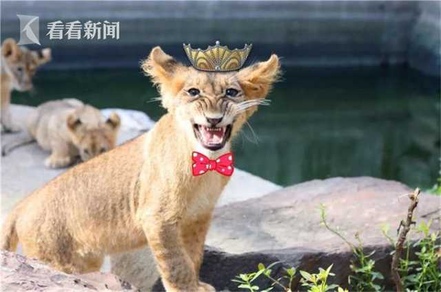 阿根廷选手佩利亚夺巴西网球公开赛冠军
