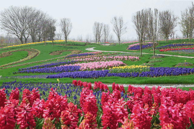 壁纸 成片种植 风景 花 植物 种植基地 桌面 640_426 gif 动态图 动