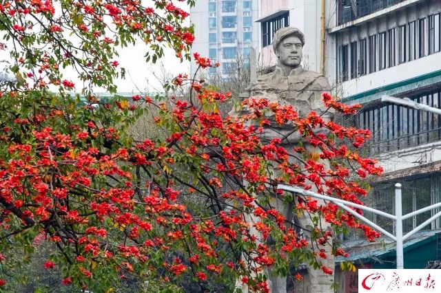 木棉花的19种煲汤方法，当真是花式煲汤