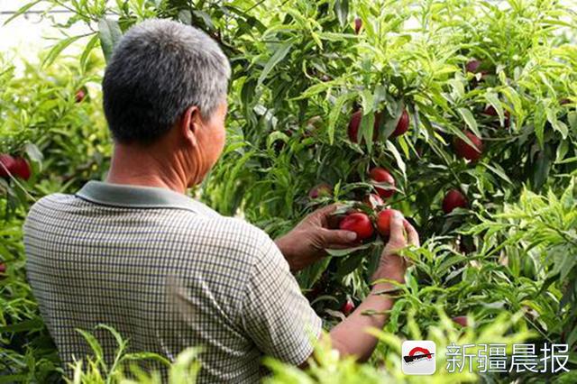 吐鲁番水果大棚里的葡萄熟了 大部分被内地商