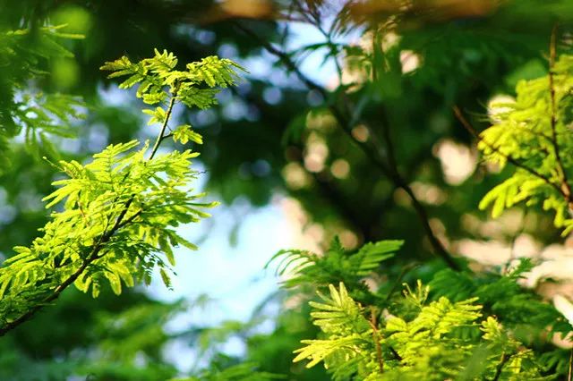 史铁生 | 合欢树