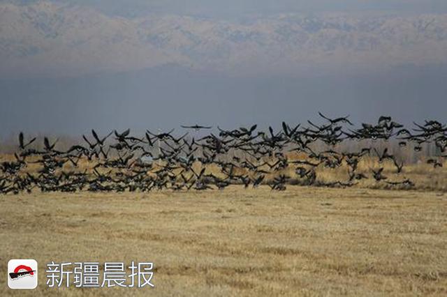 伊犁河湿地成群的窦雁.