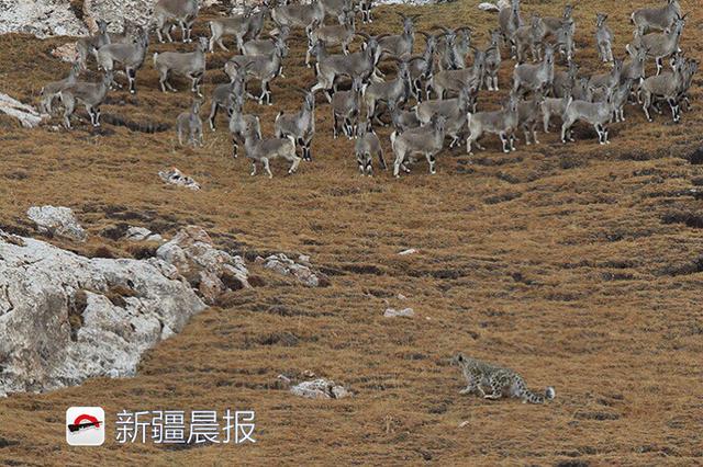 新疆七旬攝影師潛伏18天拍到雪豹獵巖羊群 新聞 第5張