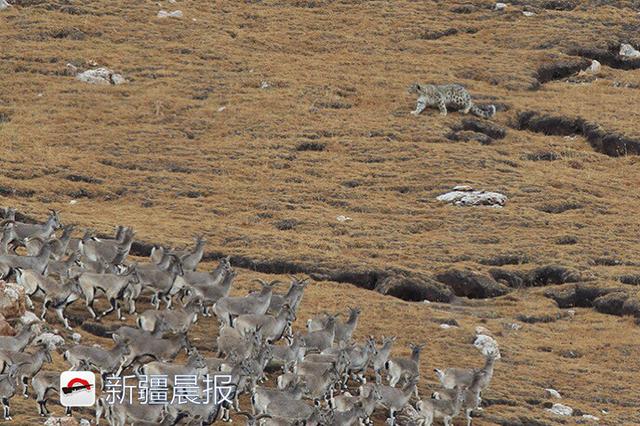 新疆七旬攝影師潛伏18天拍到雪豹獵巖羊群 新聞 第4張