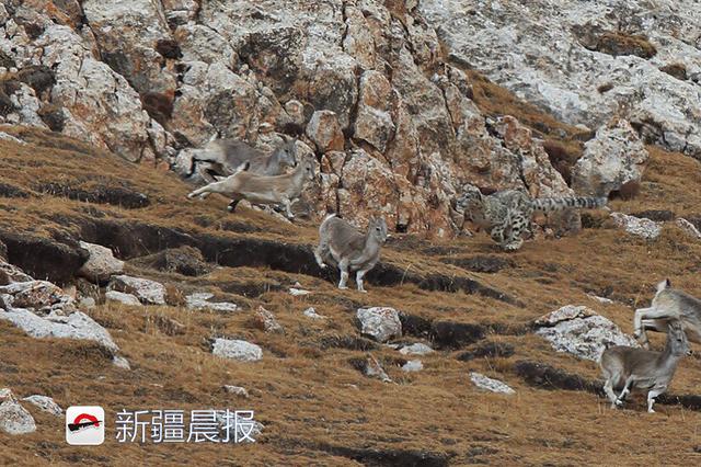 新疆七旬攝影師潛伏18天拍到雪豹獵巖羊群 新聞 第7張