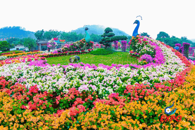 两只巨型孔雀现身漳州花博会,居然是它们做