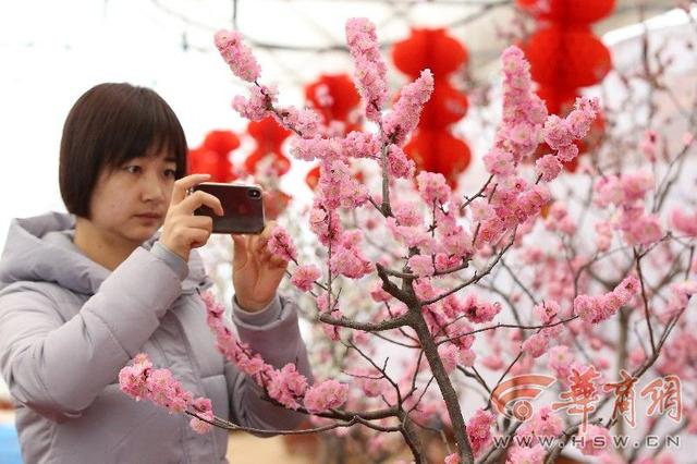2019年西安植物园梅花展开展 名字带梅的市