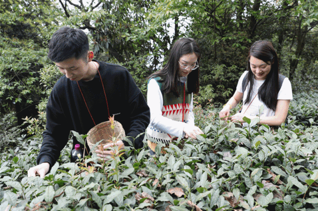 走遍四川 | 一天打来回,我们在蒙顶山耍安逸了