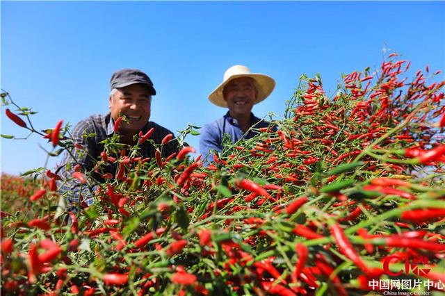 新疆巴州:博湖县调整种植产业结构 辣椒丰收 农民乐