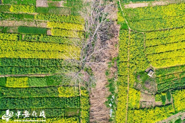 正是安徽赏花季,送你一份拍摄锦囊投身油菜花海