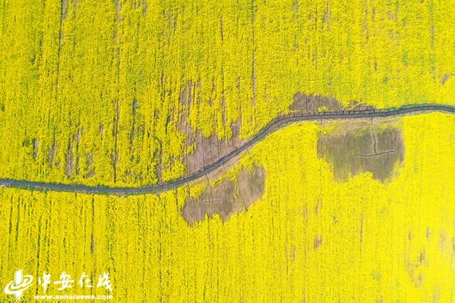 正是安徽赏花季,送你一份拍摄锦囊投身油菜花海