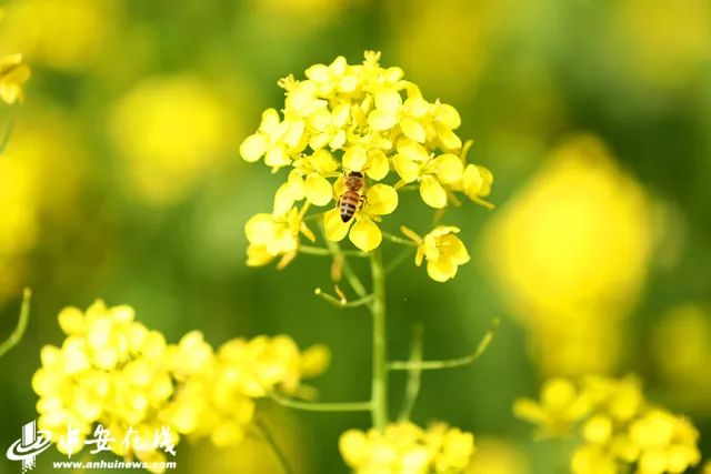 正是安徽赏花季,送你一份拍摄锦囊投身油菜花海
