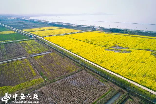 正是安徽赏花季，送你一份拍摄锦囊投身油菜花海