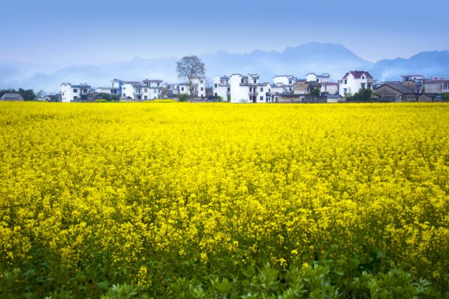 正是安徽赏花季,送你一份拍摄锦囊投身油菜花海