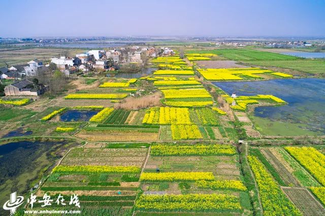 正是安徽赏花季,送你一份拍摄锦囊投身油菜花海