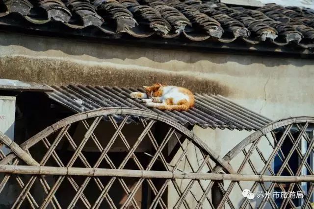 苏州的春天就藏在这些小巷里