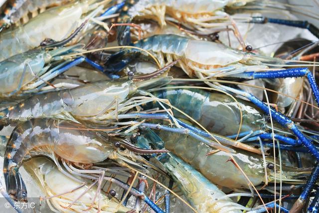 养什么赚钱?2018年水产热门养殖品种大盘点 