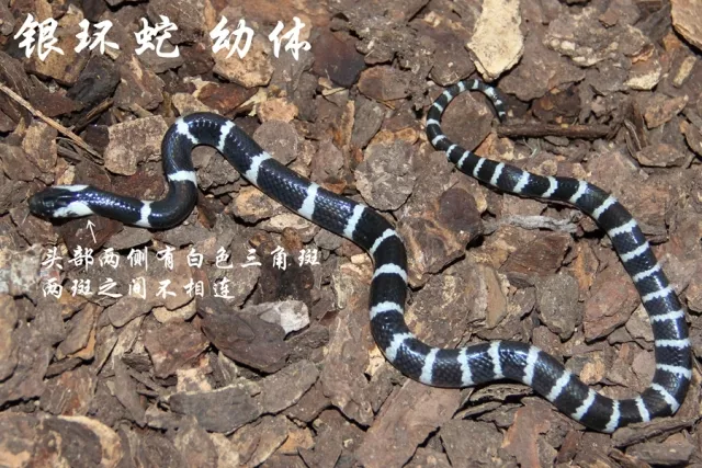 已有人中招住院!浙江究竟有哪些毒蛇