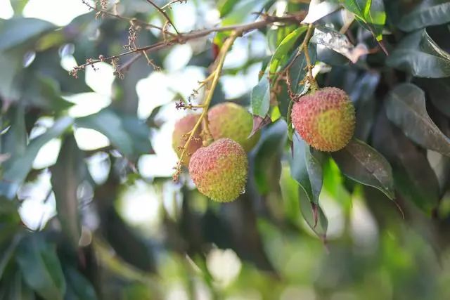 四月妃子笑,五月的桂味…这些水果什么时候吃